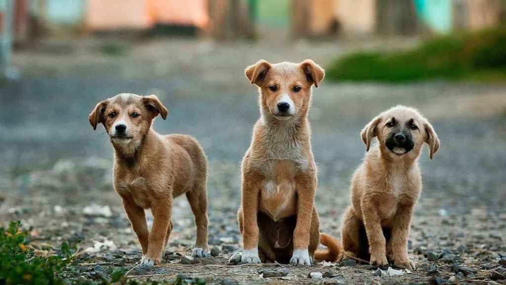 Tres perros se detienen en un camino de piedras / CG