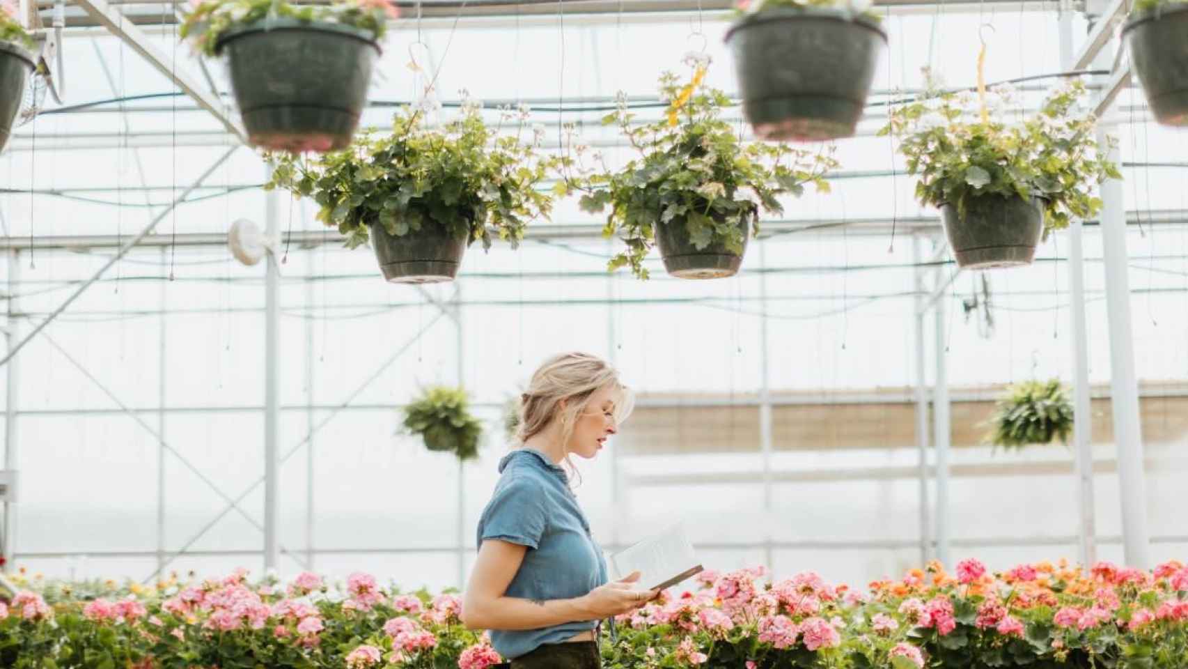 Plantas de verano