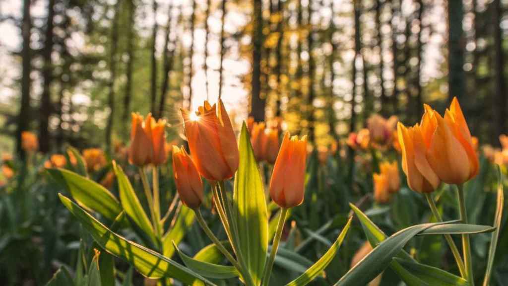 Detalle de un campo de flores al atardecer / PIXABAY