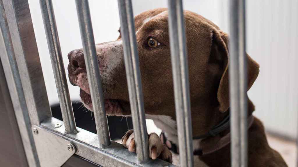 Un perro en el centro de acogida de Barcelona / ALEJANDRO MARTÍNEZ VÉLEZ - EUROPA PRESS