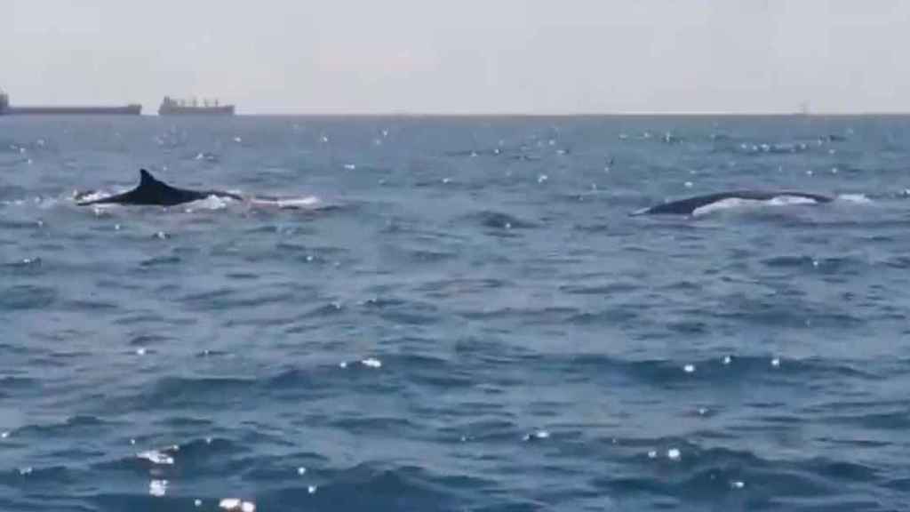 Ballenas frente a la costa de Barcelona / GUARDIA URBANA DE BARCELONA (TWITTER)