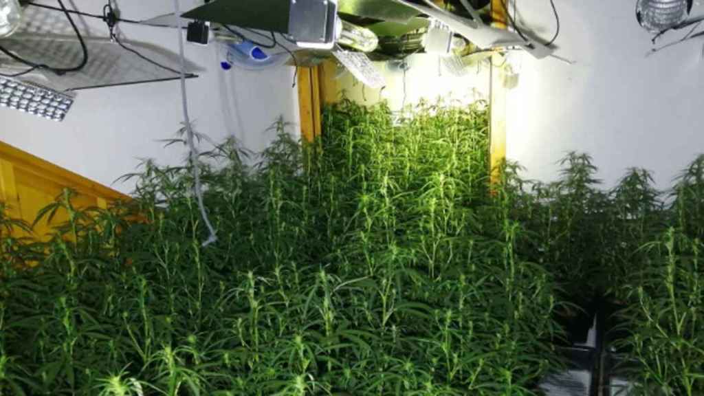 Plantación de marihuana en el interior de una casa en Vilademuls (Girona) / MOSSOS D'ESQUADRA