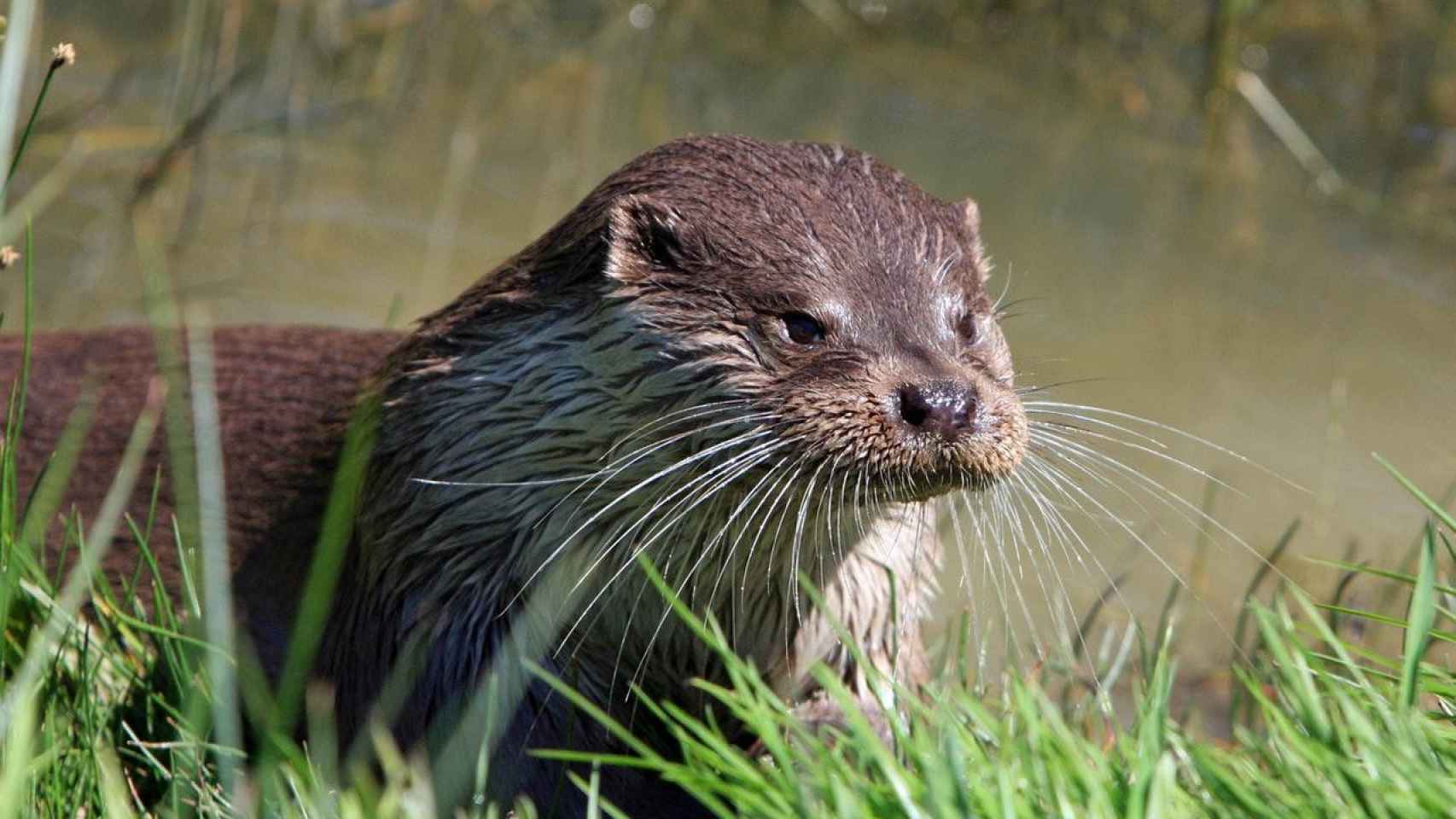 Una nutria en una imagen de archivo