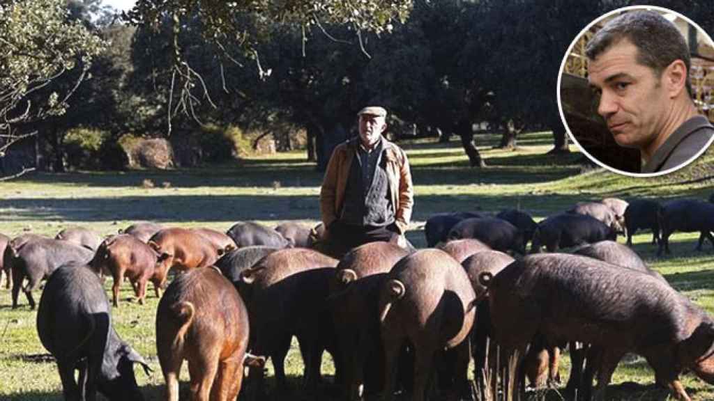 Toni Cantó, diputado de Ciudadanos, y un criador de cerdo ibérico con sus ejemplares / FOTOMONTAJE DE CG