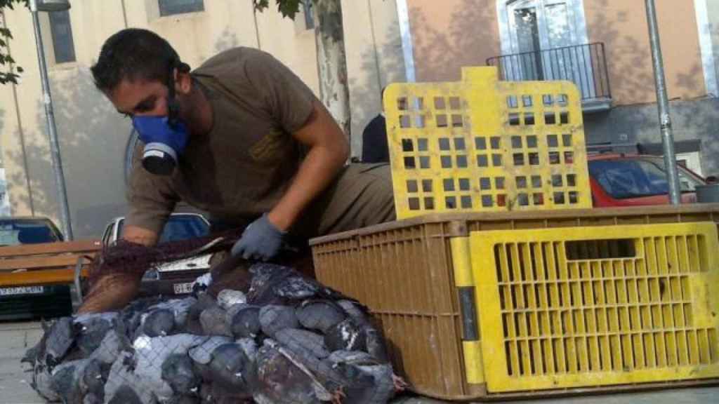 Imagen de una caza de palomas / COLUMBA CONTROL