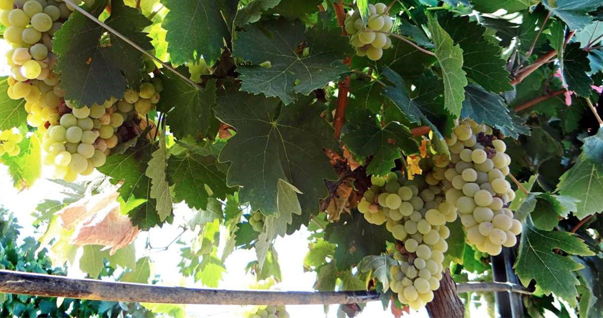 Uvas blancas para hacer cava / EUROPA PRESS