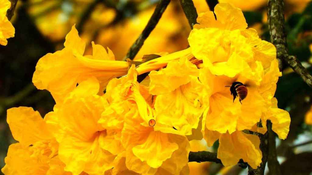 Flor del guayacán en Ecuador / PIXABAY