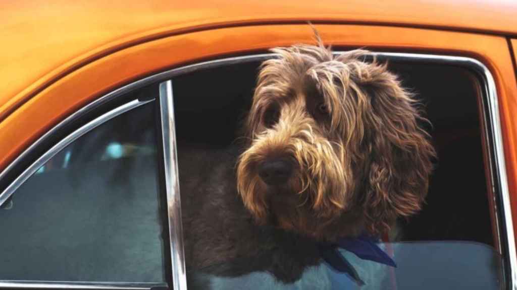 Perro listo para emprender un viaje en coche / Tim Mossholder en UNSPLASH