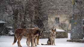 Varios perros en la nieve / EFE