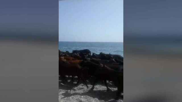 Un rebaño de cabras en una playa de Granada / FACEBOOK