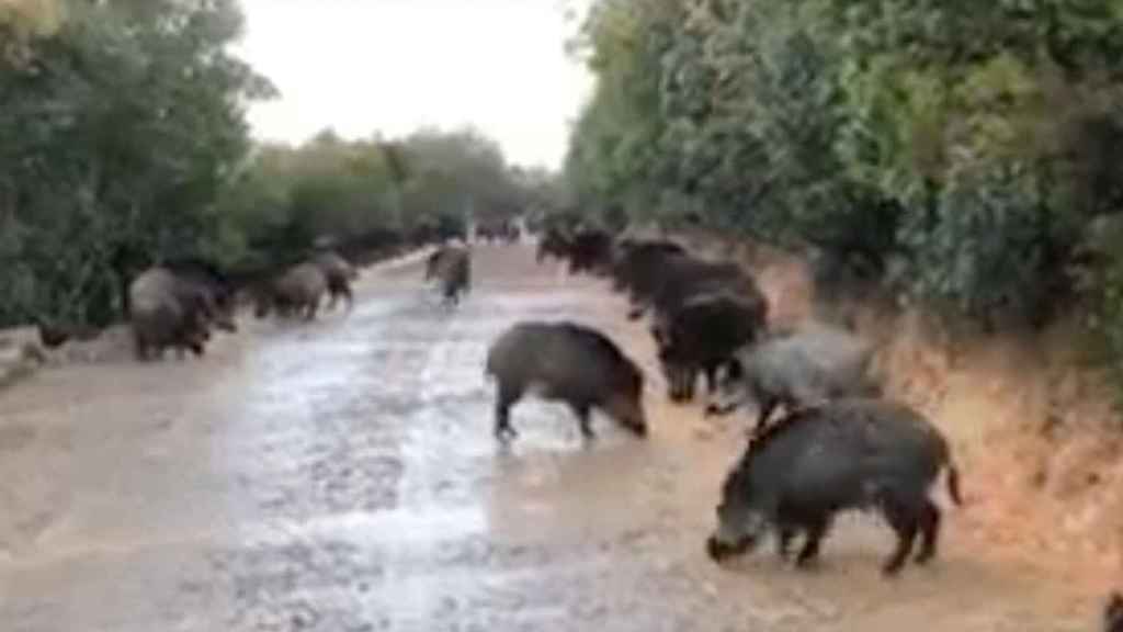 Jabalís en medio de la carretera / TWITTER