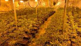 Plantación de marihuana localizada por los Mossos d'Esquadra en una nave industrial de Lleida / MOSSOS D'ESQUADRA