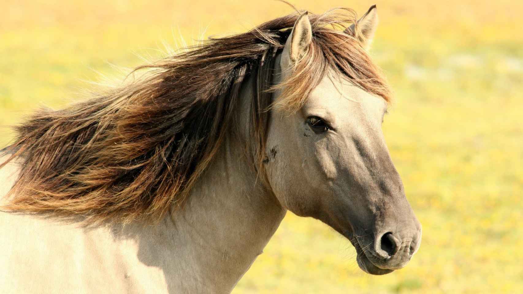 Caballos al aire libre / PIXABAY