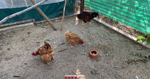 Dos gallinas y un gallo localizados en el interior de un vehículo / MOSSOS