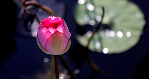 Una flor de loto se abre en un lago en Hanoi, Vietnam, este miércoles - EFE/LUONG THAI LINH