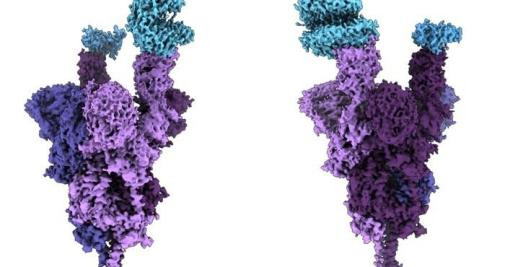 Estructura atómica de la proteína de espiga de la ómicron (púrpura) unida al receptor humano ACE2 (azul) / Europa Press