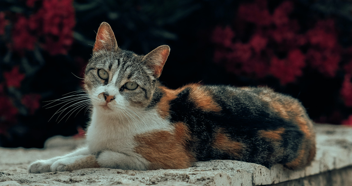 Un gato mientras descansa /PEXELS