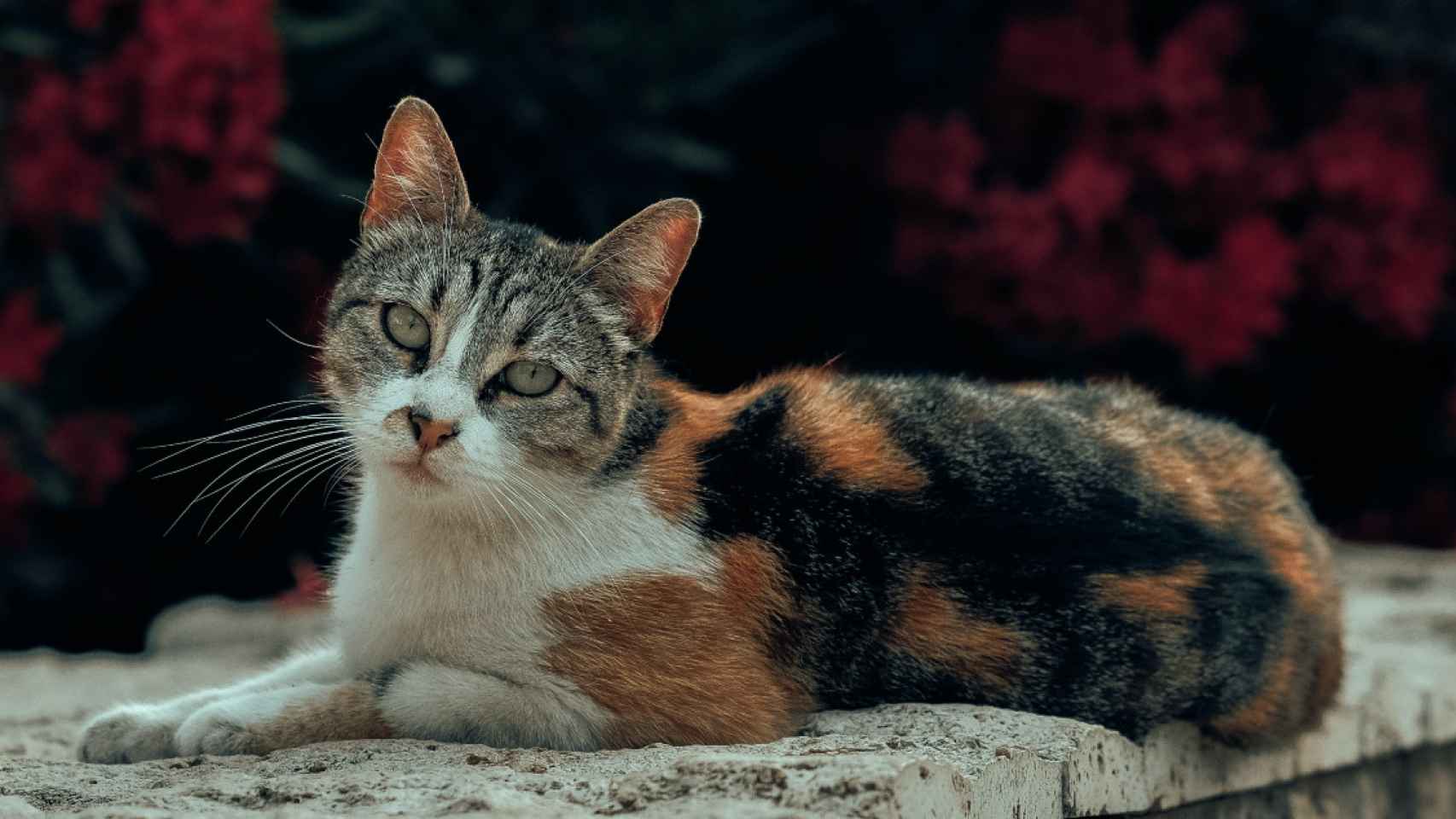 Un gato mientras descansa /PEXELS