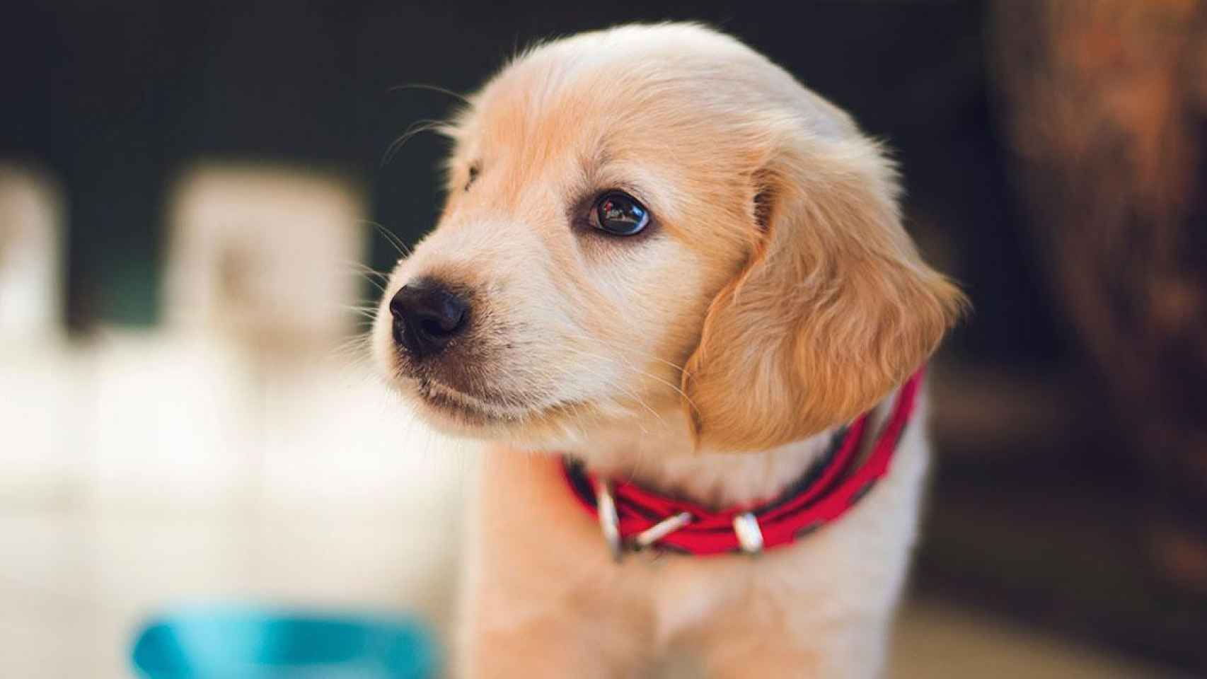 Un perro con un plato de pienso personalizado / UNSPLASH