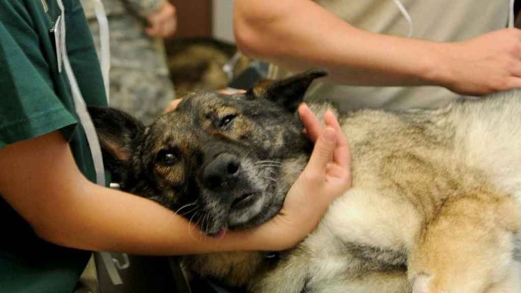 Dónde encontrar un buen veterinario en Tarragona / PIXABAY