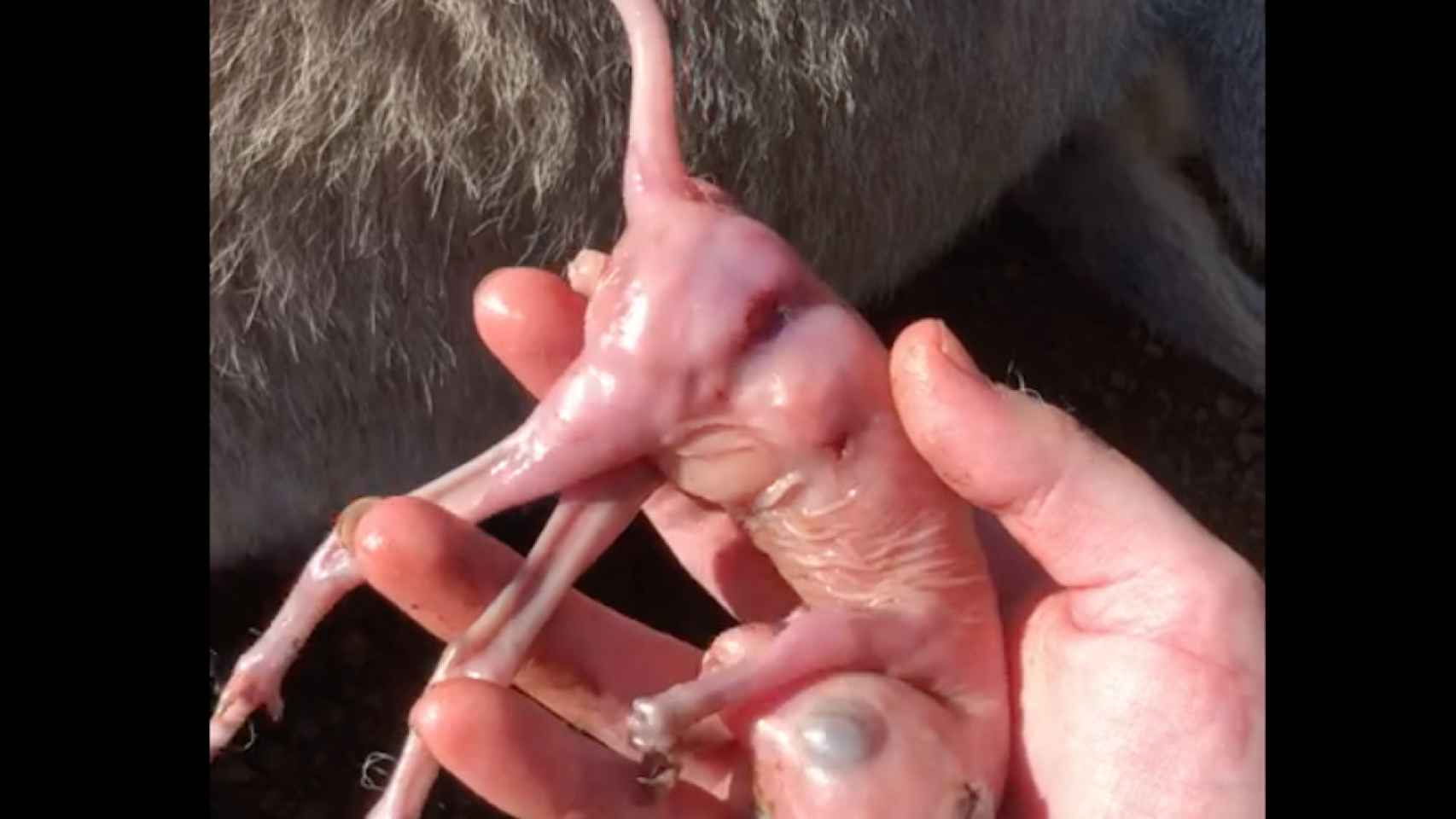 Una foto de archivo de la cría rescatada de la bolsa marsupial de la canguro