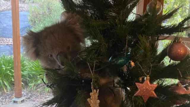 Daphne, el koala que apareció en el árbol de Navidad / @1300KOALAZ