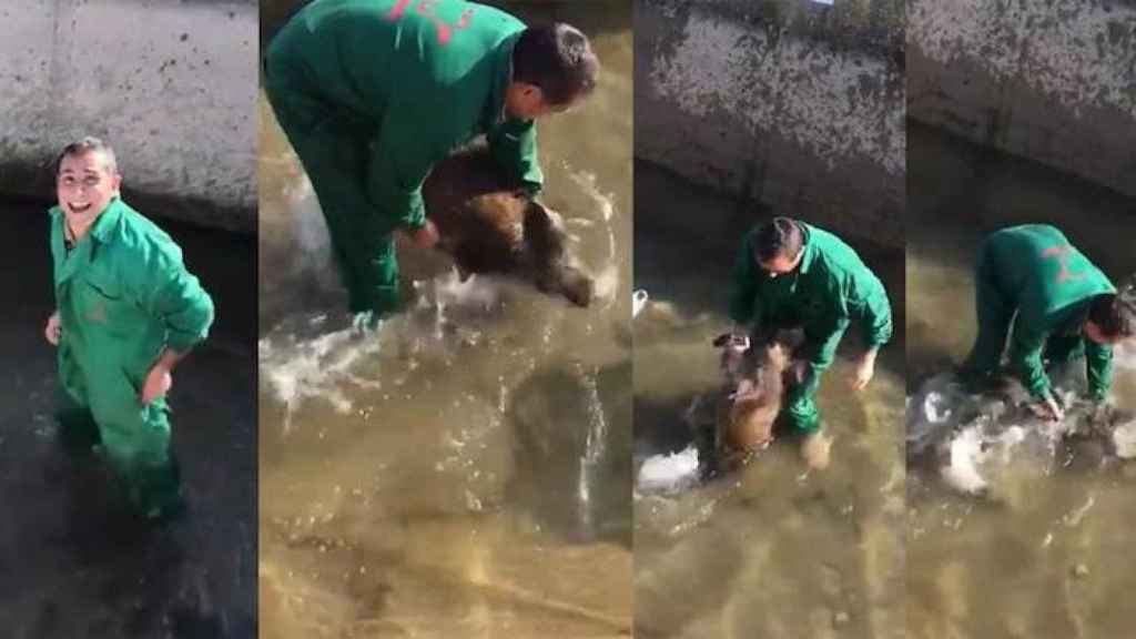 Fragmento del vídeo del maltrato del jabalí / TWITTER