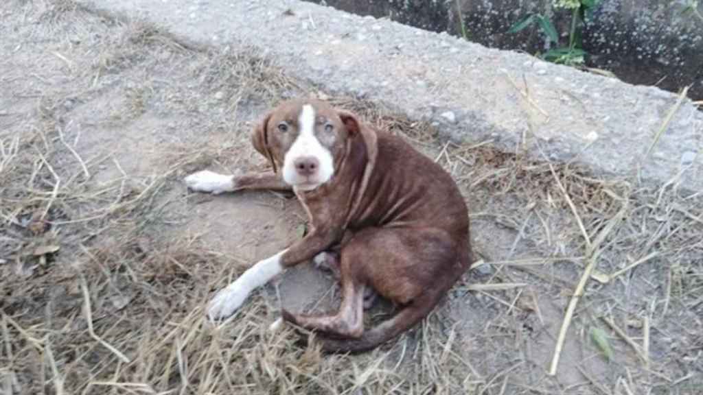 El perro sin dueño que ha salvado a un anciano con Alzheimer que se perdió / EUROPA PRESS