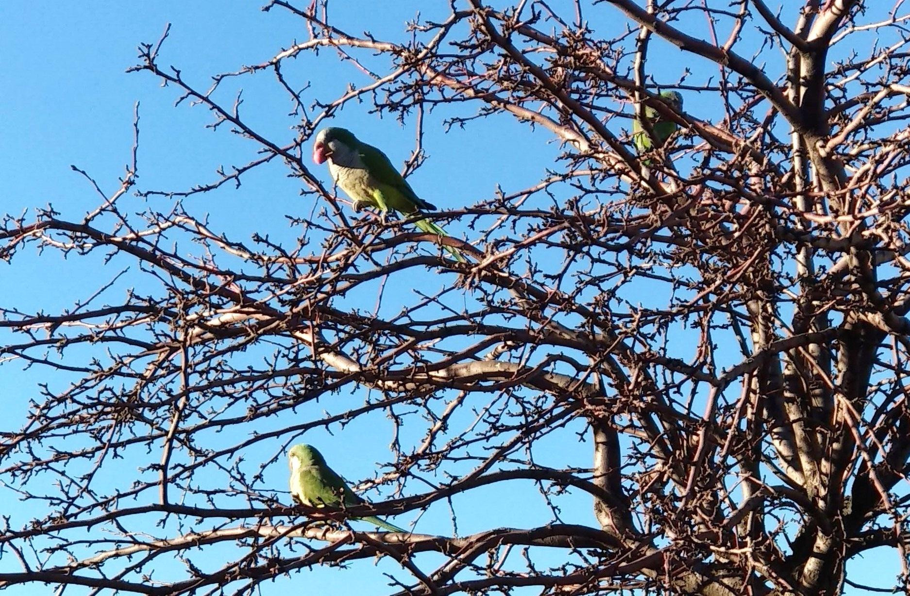 Cotorras argentinas posadas en un árbol / EP