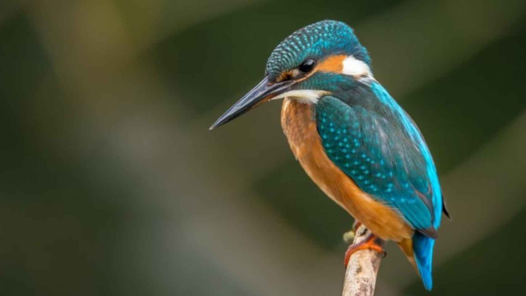 Ejemplar de pájaro que suele aparecer en documentales de naturaleza / Vicent Van Zalinge en UNSPLASH