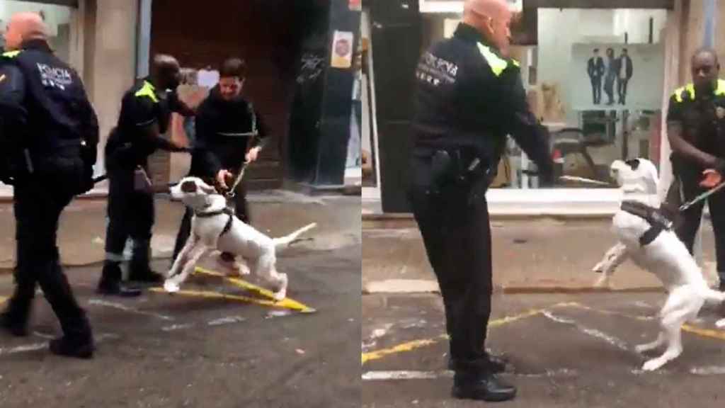 Momento en el que el policía de Terrassa golpea con la porra al perro