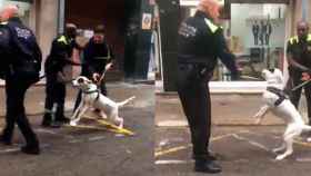 Momento en el que el policía de Terrassa golpea con la porra al perro