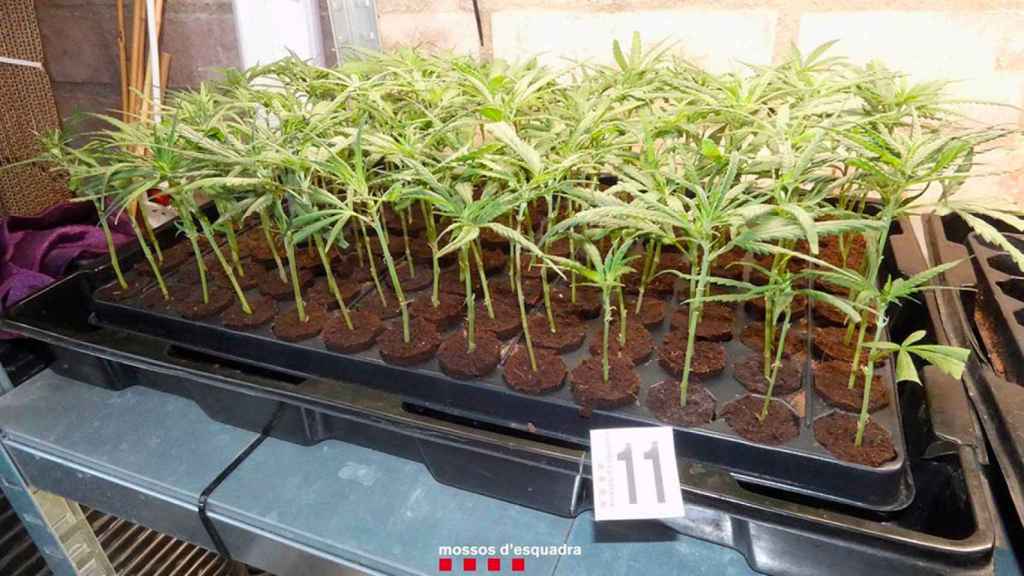 Plantas de marihuana decomisadas en Almoster (Tarragona) / MOSSOS D'ESQUADRA