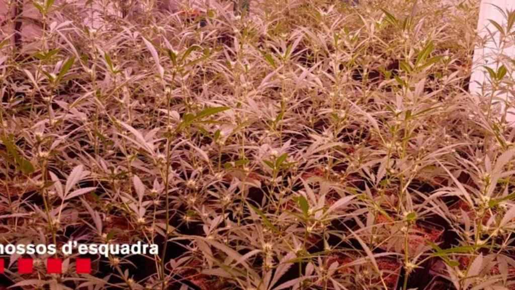 Operación policial contra el tráfico de marihuana / MOSSOS