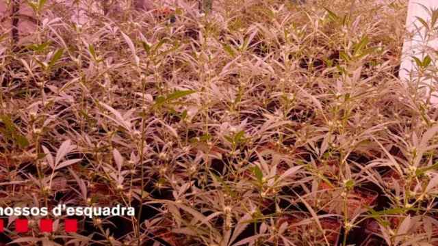 Operación policial contra el tráfico de marihuana / MOSSOS