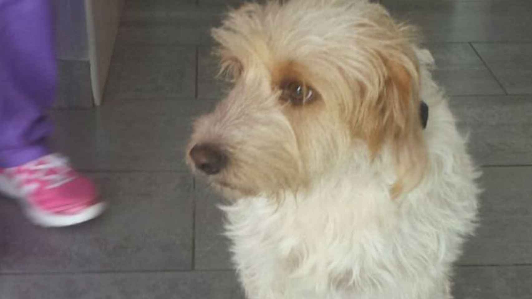 El perro mordido por un hombre en Gran Canaria.