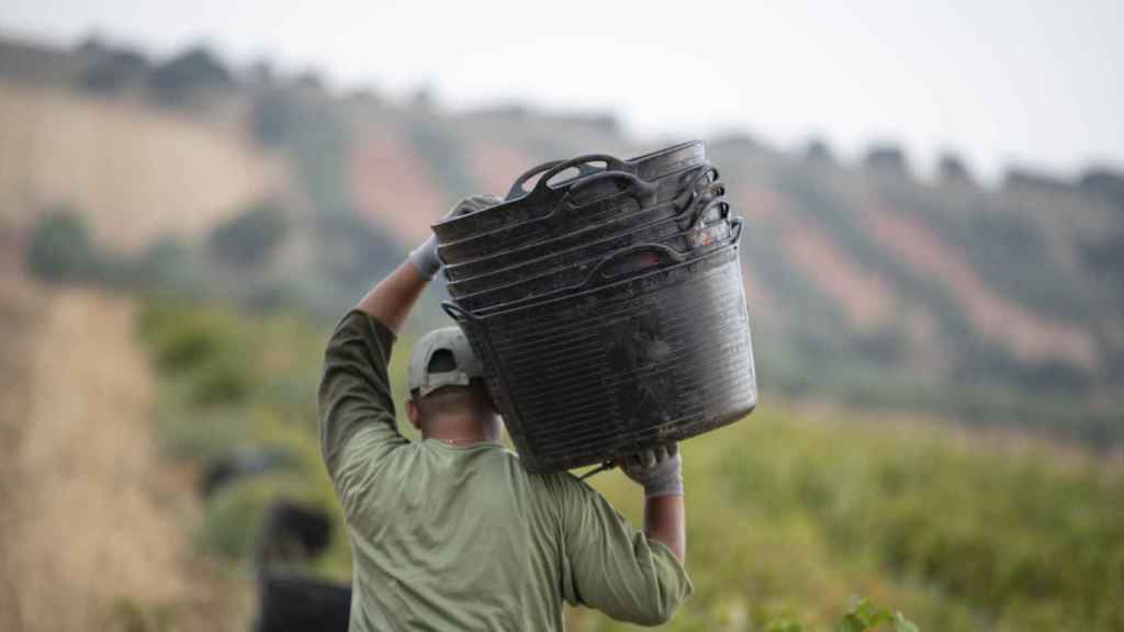 Un temporero trabaja en el campo / EUROPA PRESS