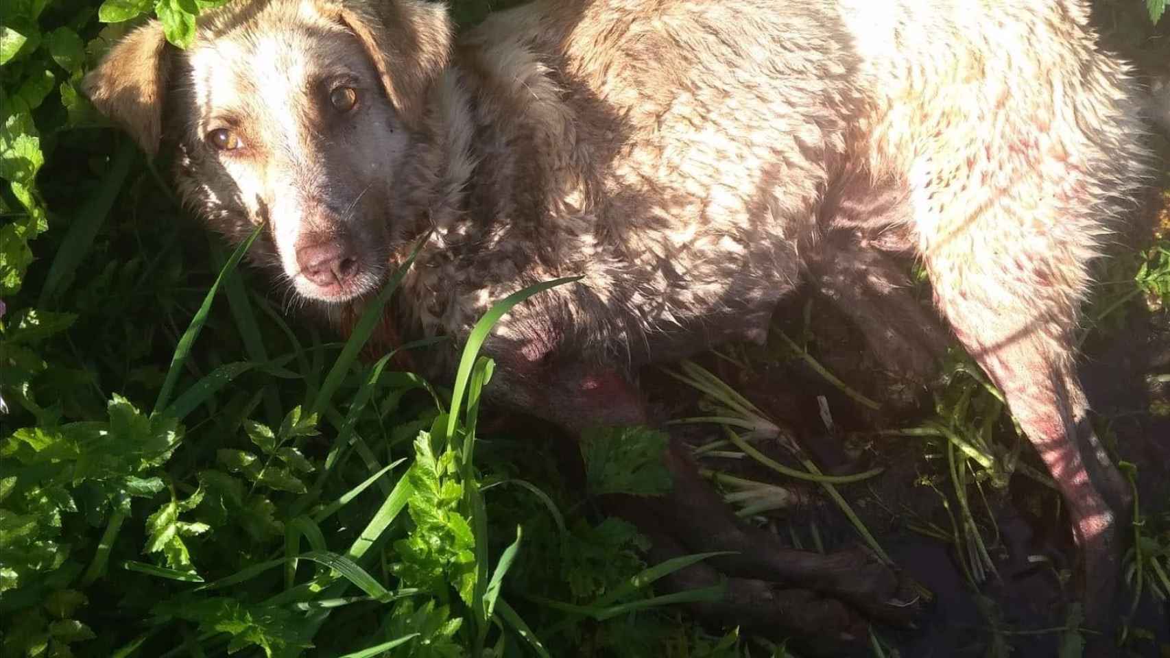 La perra que fue disparada y golpeada por un cazador lucha por su vida / EP