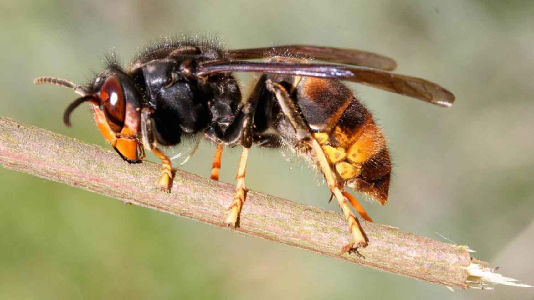 Una foto de archivo de una avispa velutina enjambre ataca hombre