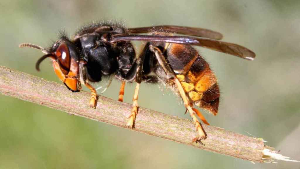 Una foto de archivo de una avispa velutina enjambre ataca hombre