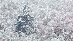 Copiosa nevada caída este sábado en Villanueva (La Rioja), una de las comunidades en alerta por nieve / Raquel Manzanares (EFE)