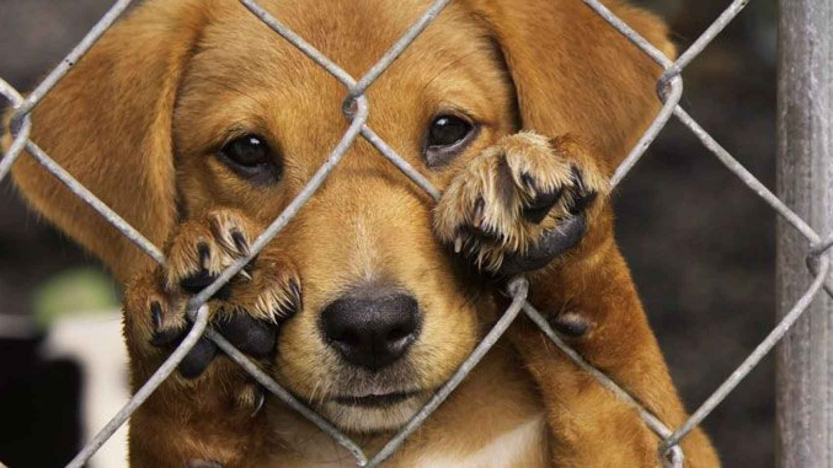 Un perro en una jaula de la perrera de Barcelona / CG