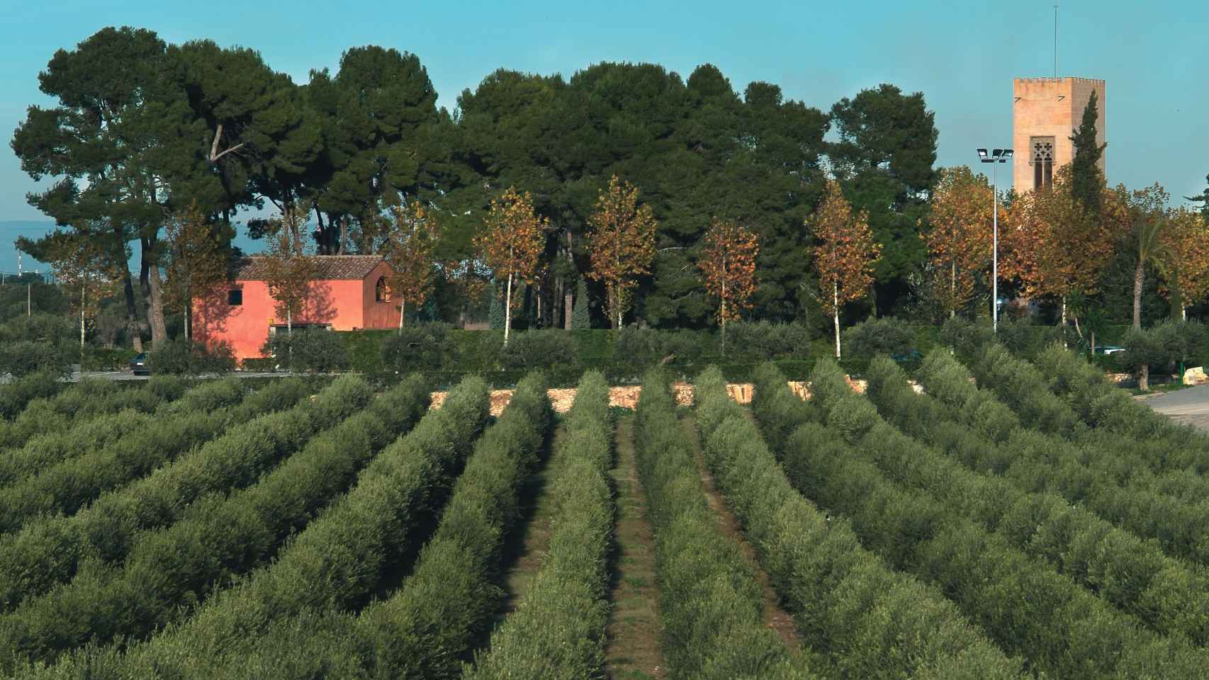 Olivos del aceite La Boella, de la finca de la familia Miarnau, en una imagen de archivo / CG