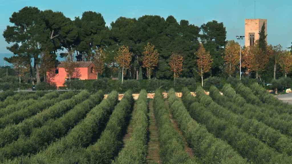 Olivos del aceite La Boella, de la finca de la familia Miarnau, en una imagen de archivo / CG