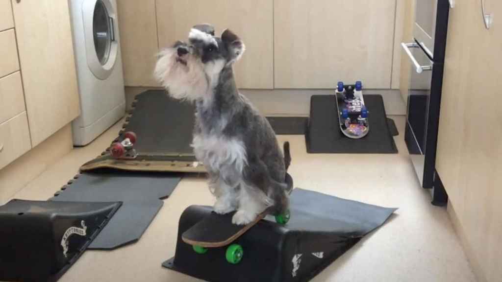 La schnauzer miniatura perrita que domina el monopatín como una profesional del ‘skateboarding’ / YOUTUBE