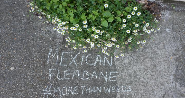 Flores urbanas, identificadas por la fundadora del movimiento 'More than weeds' / SOPHIE LEGUIL