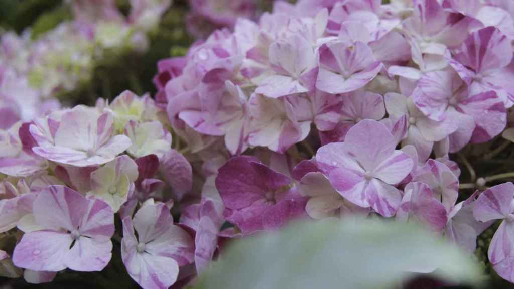 Centro de flores diseñado con motivo del Temps de Flors 2021 / AJUNTAMENT DE GIRONA