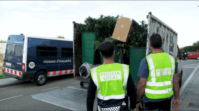 Mossos y Policía Local de Tarragona tras desmantelar la marihuana en Cambrils / MOSSOS D'ESQUADRA