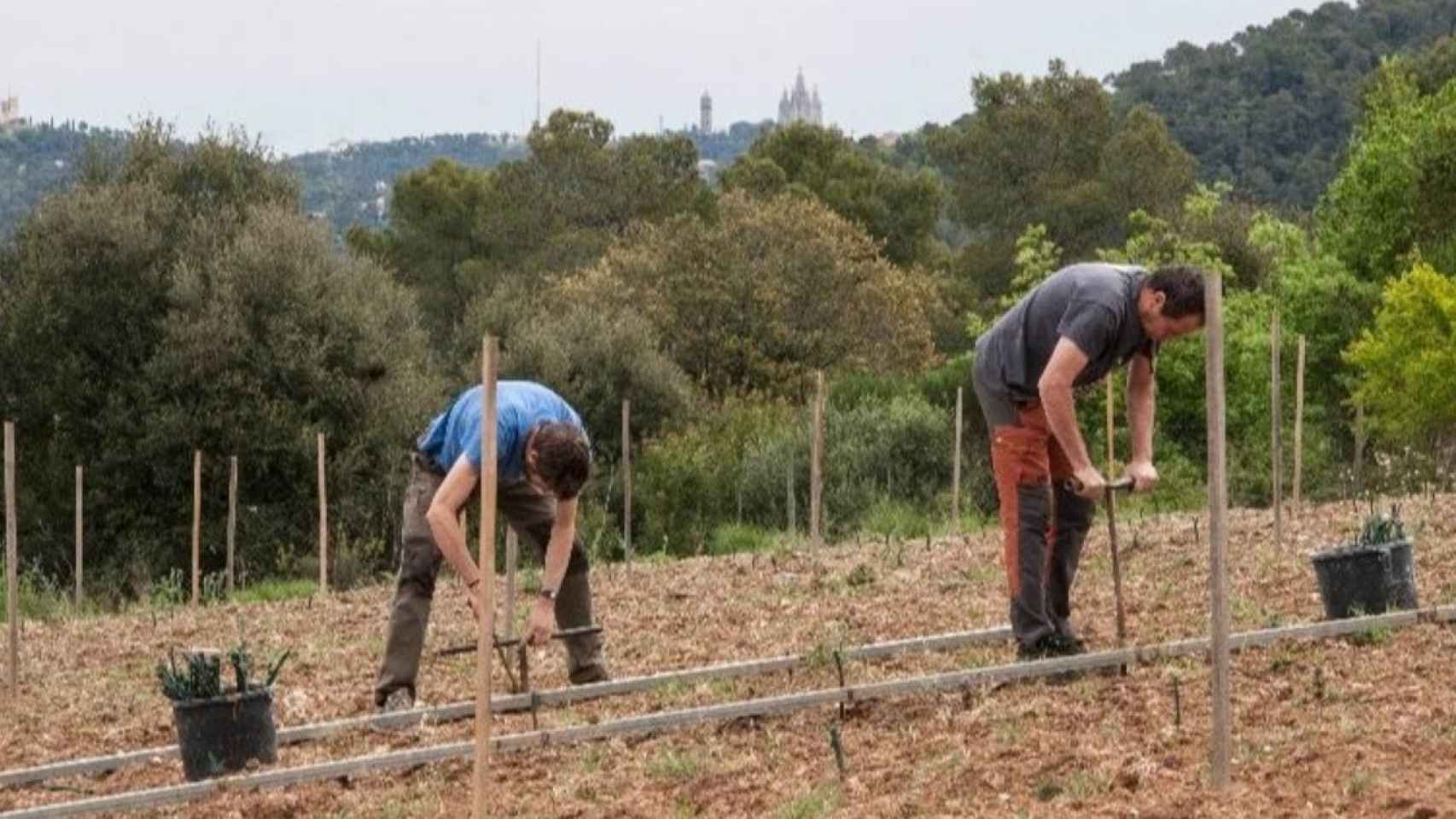 La cooperativa L'Olivera planta viñedo en Collserola / EP