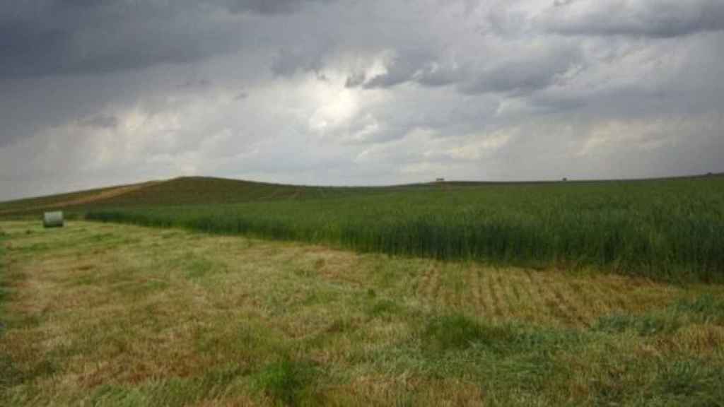 Campo de cereales / EFE